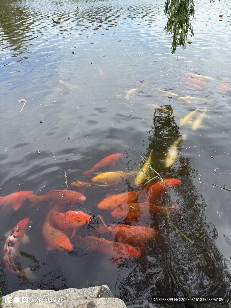 多彩锦鲤