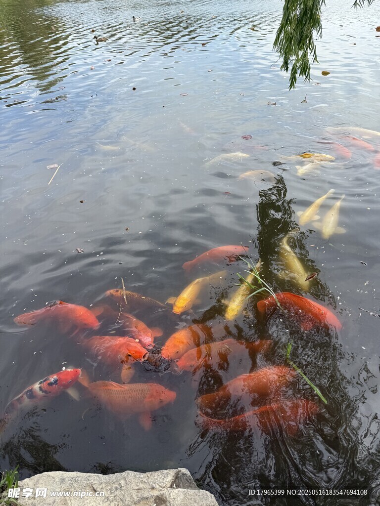 锦鲤