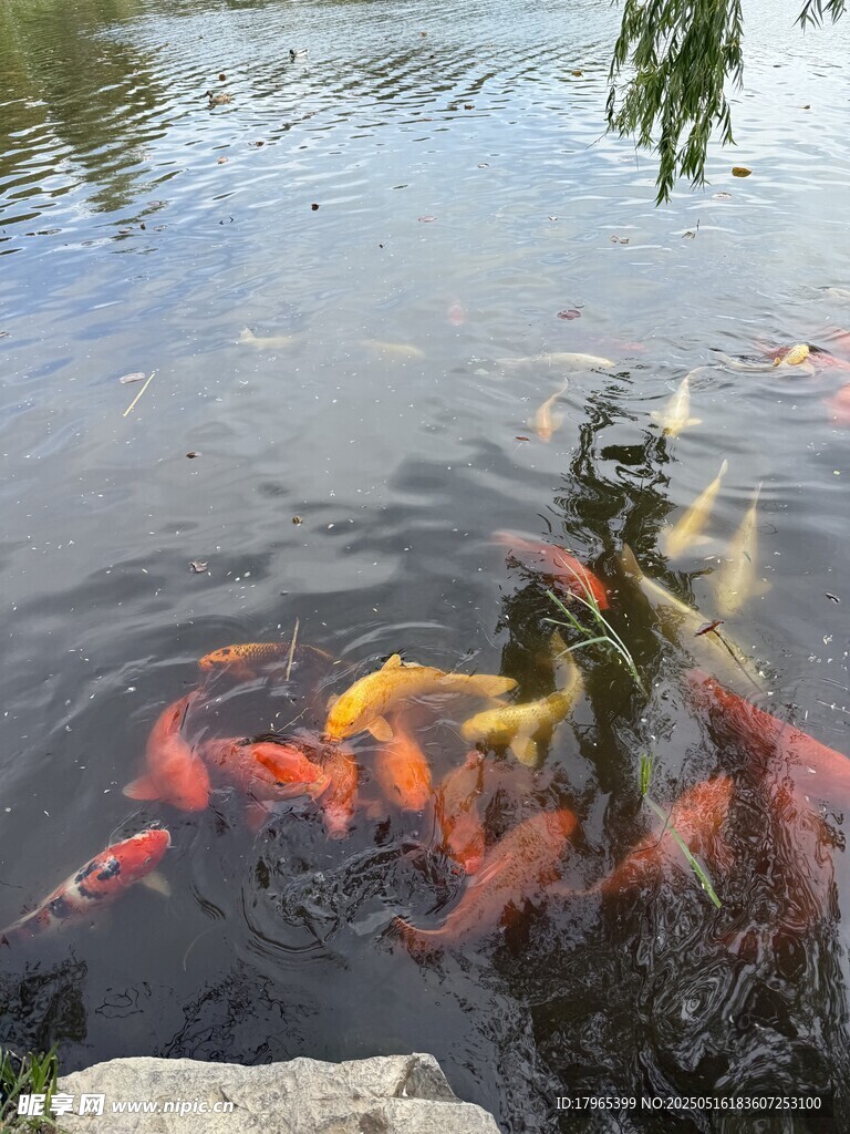 锦鲤