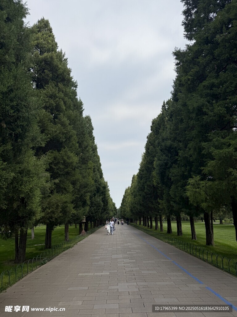 林荫大道
