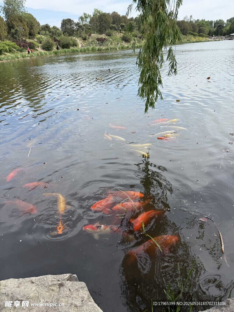 彩锦鲤