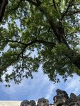 绿荫大树