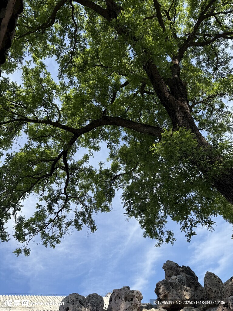 绿荫大树