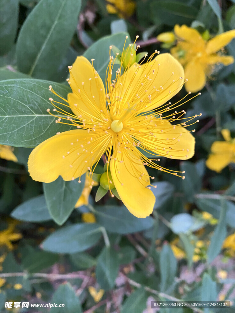 黄色金丝桃花绽放