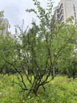 石榴树