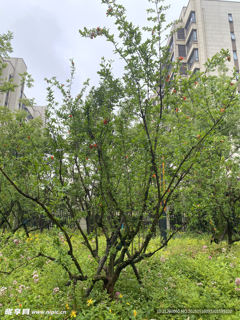石榴树