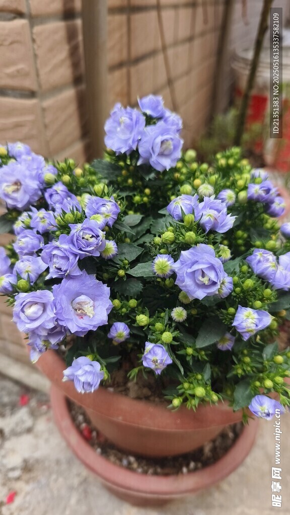 紫花