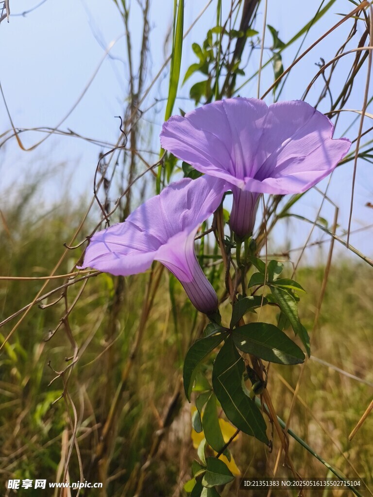 牵牛花