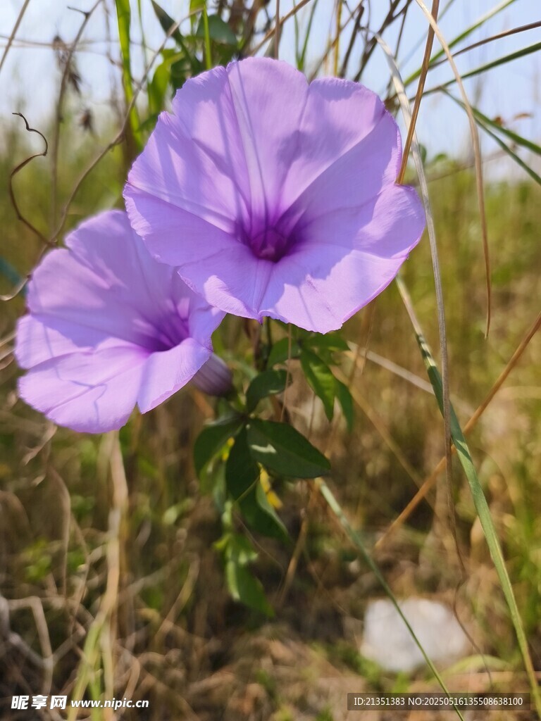 喇叭花