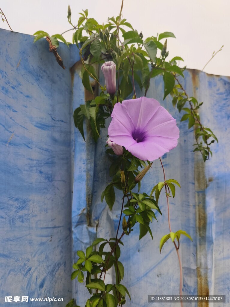 牵牛花