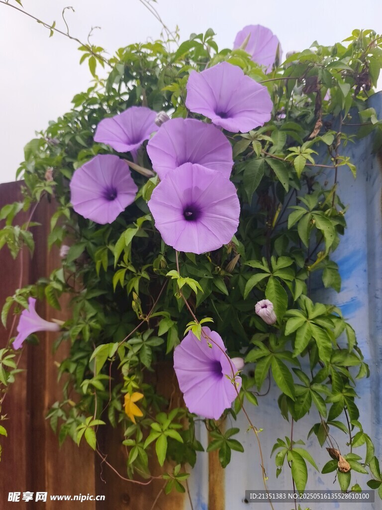 牵牛花