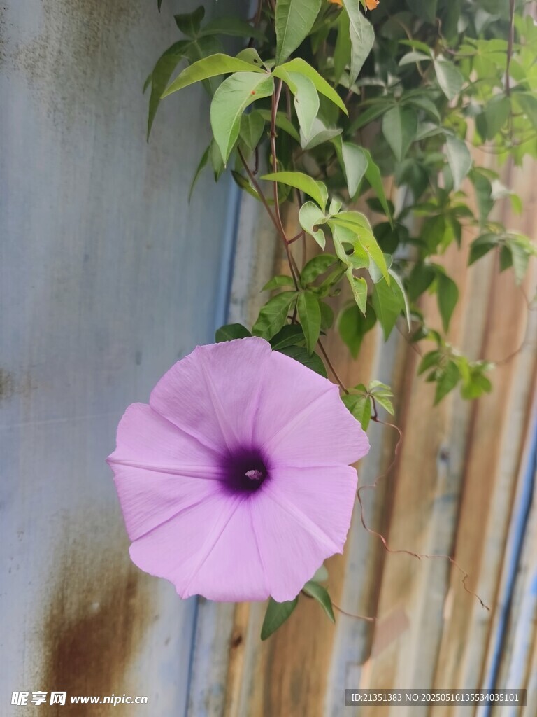 牵牛花