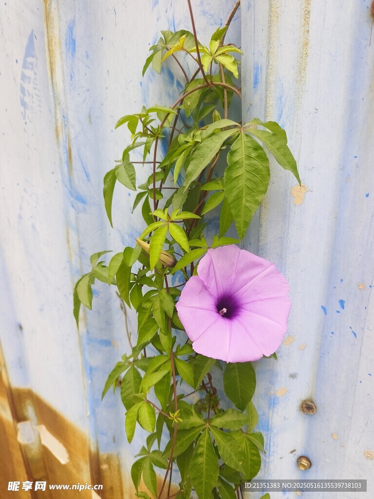 喇叭花