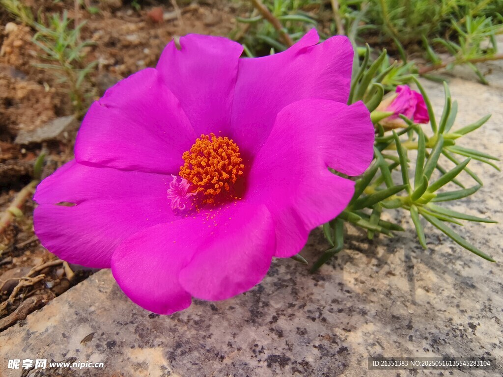 大花马齿苋