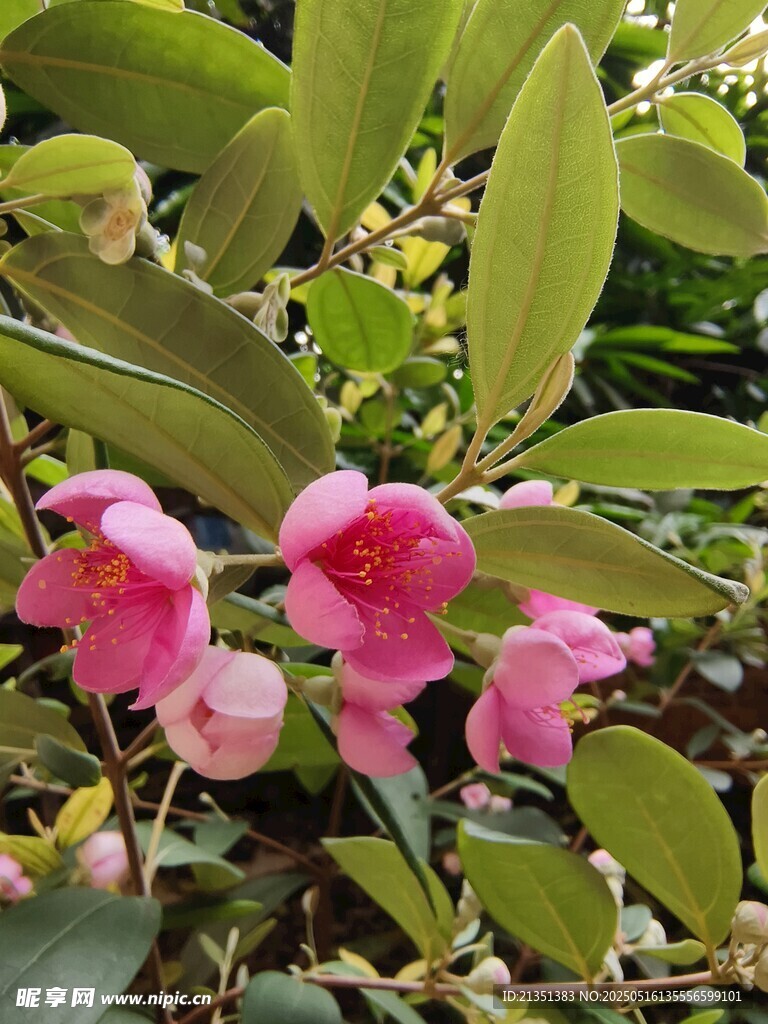 山捻子