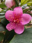 山捻花