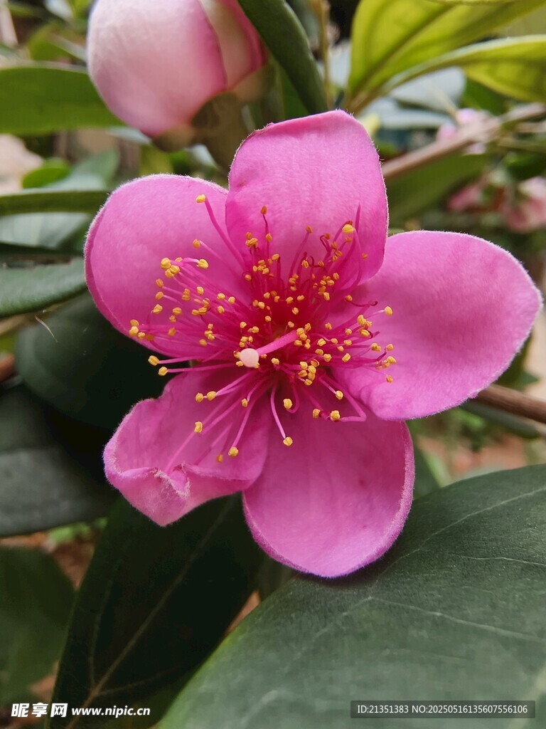 山捻花
