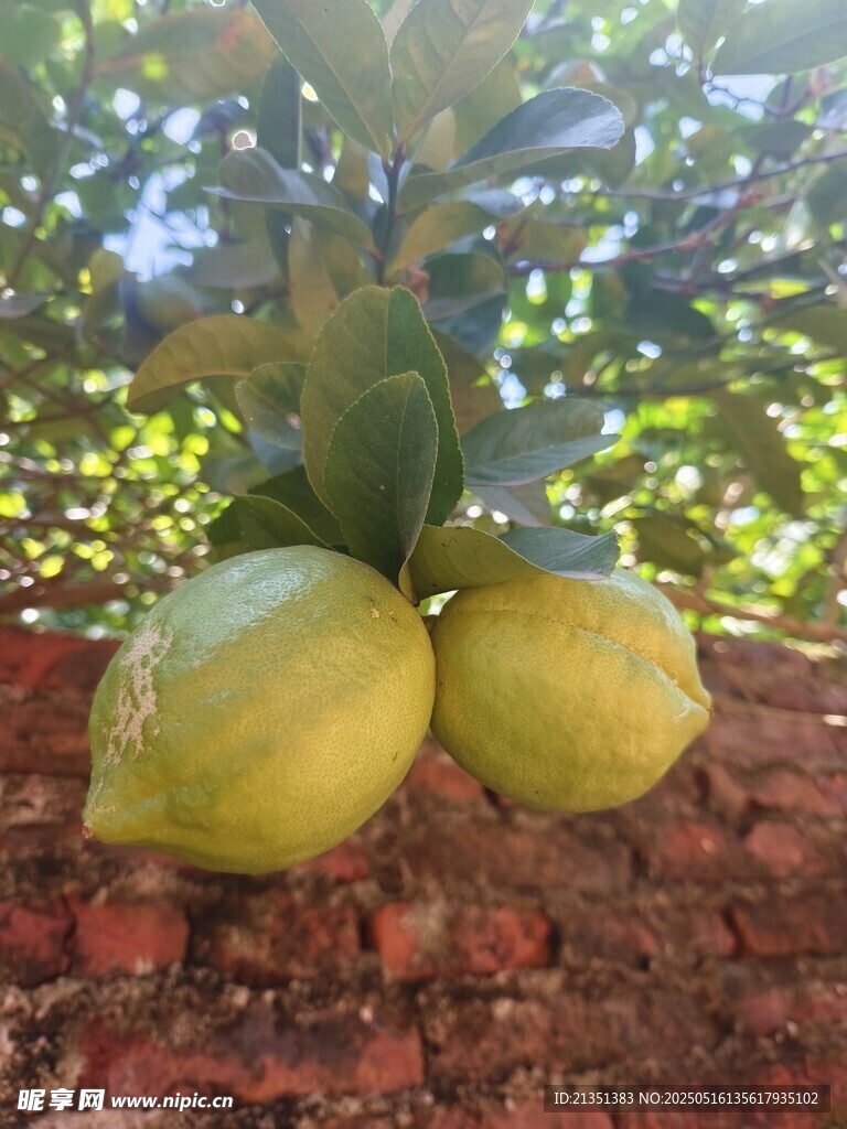 柠檬