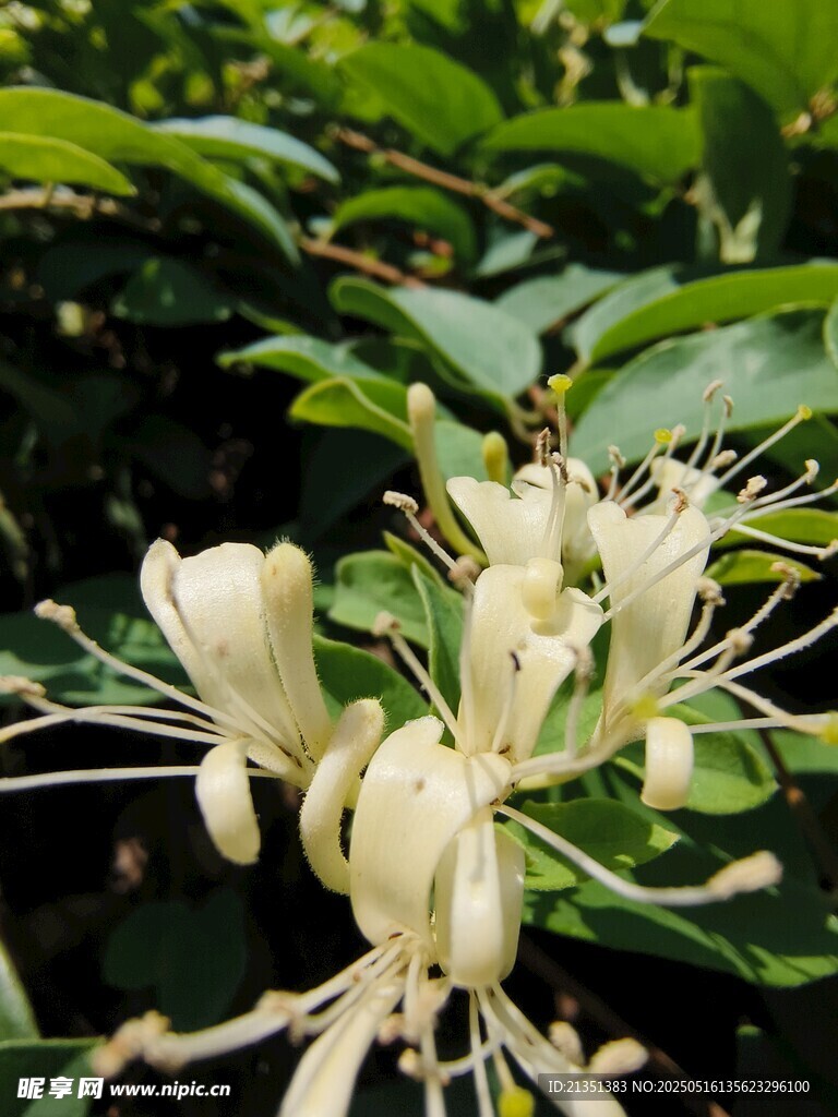 金银花
