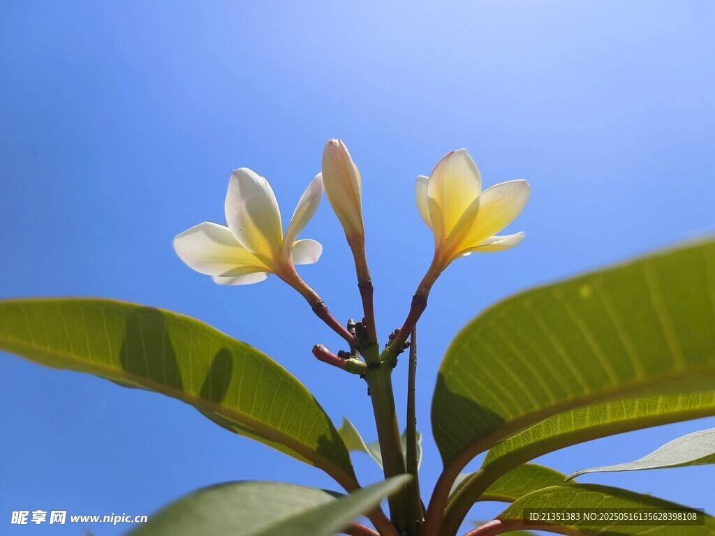 鸡蛋花