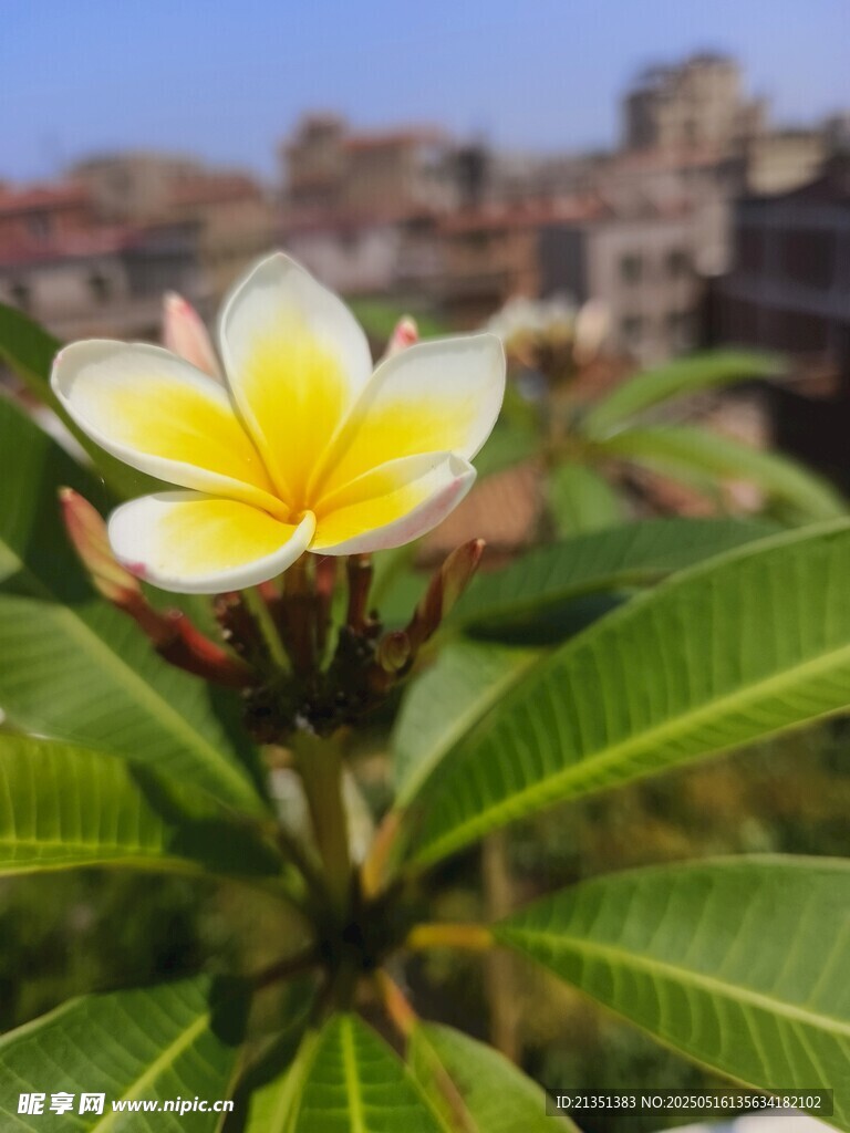 鸡蛋花