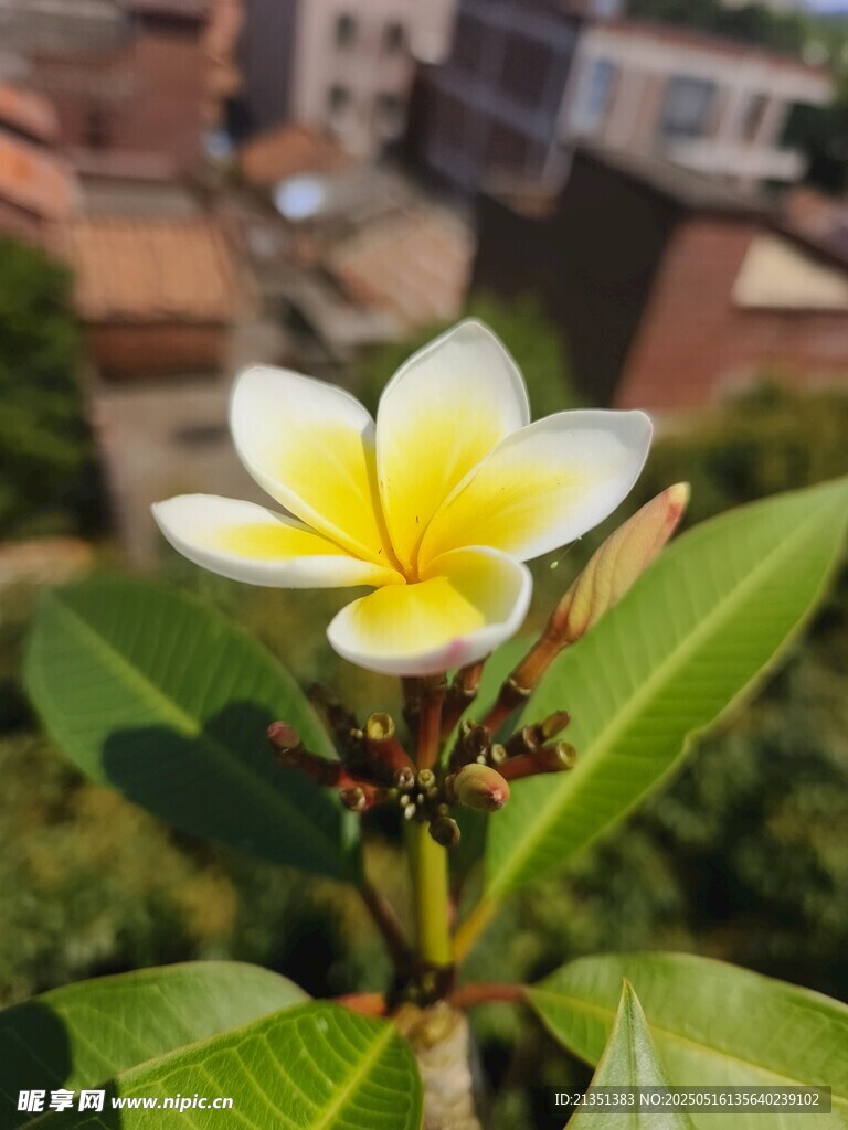 鸡蛋花