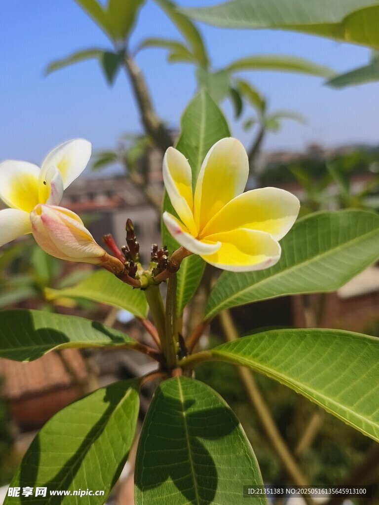 鸡蛋花