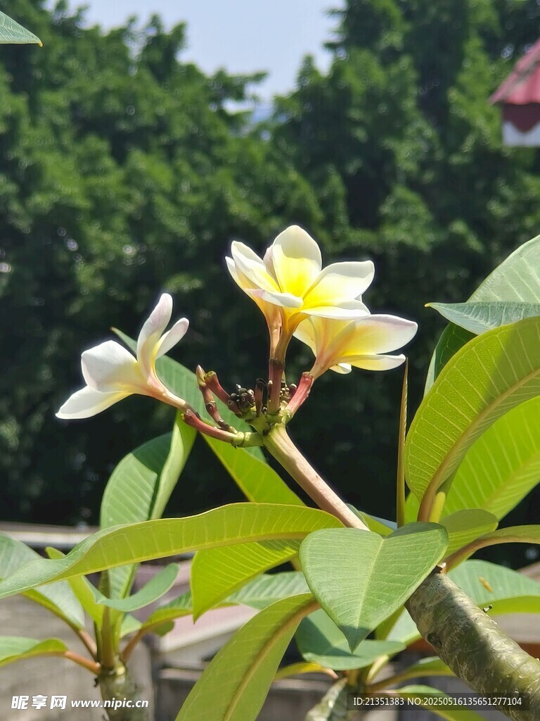 鸡蛋花