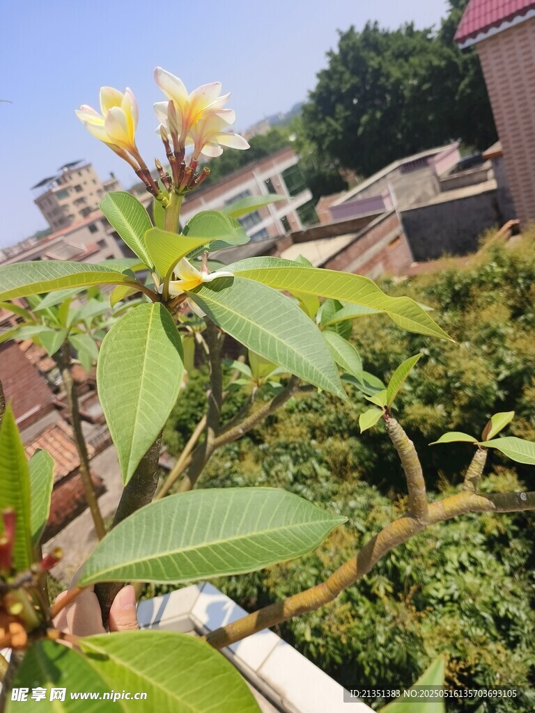 鸡蛋花