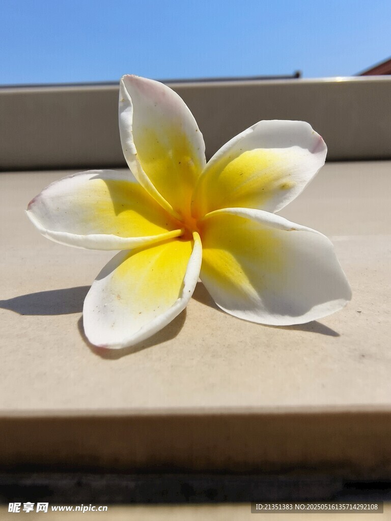 鸡蛋花