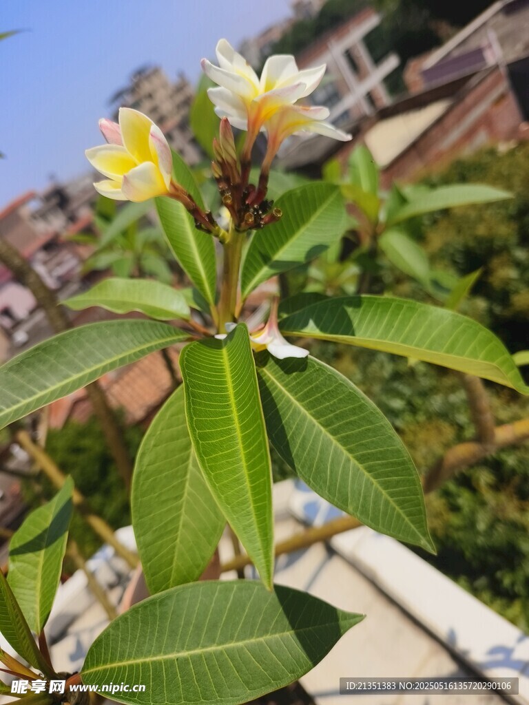 鸡蛋花