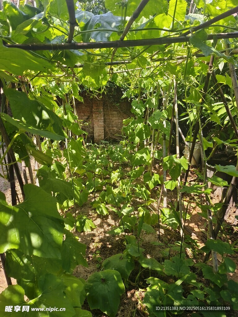 黄瓜粉白瓜