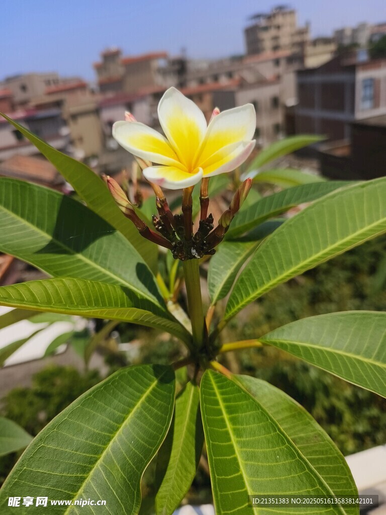 鸡蛋花