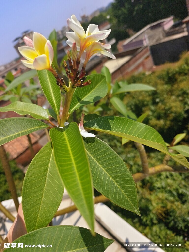 鸡蛋花