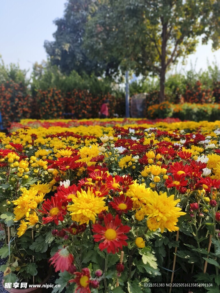 菊花