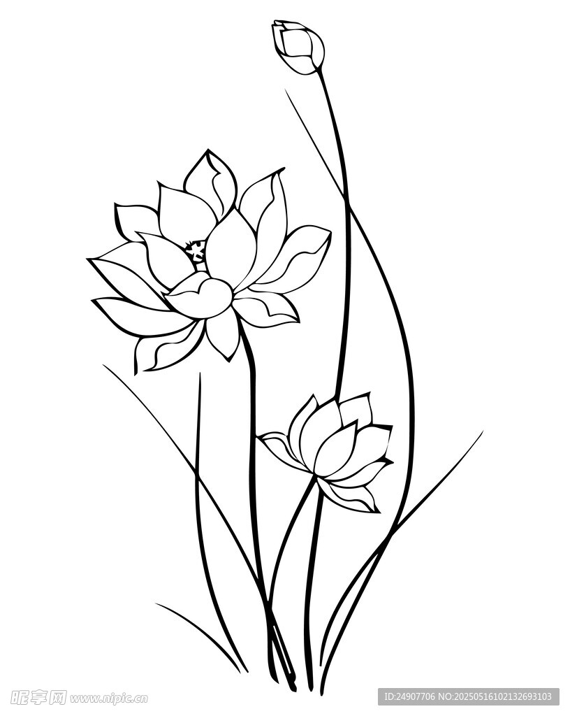 荷花矢量图 