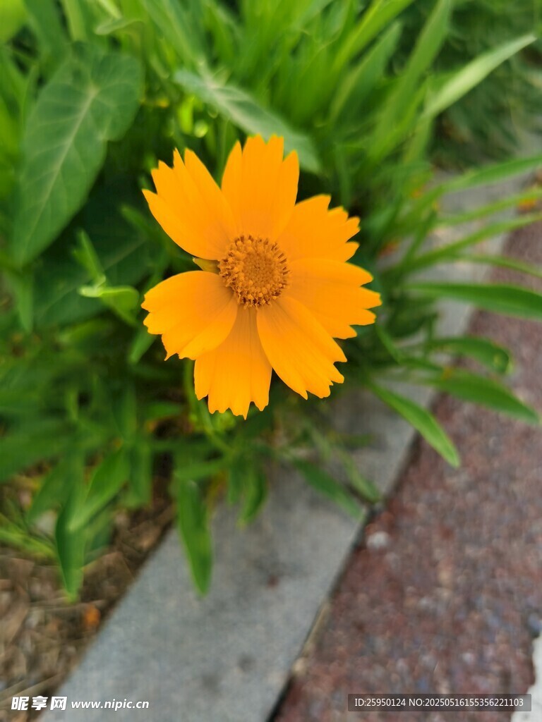 路边绽放的黄色小野花