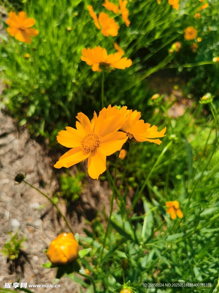 灿烂橘色小花绽放于草地