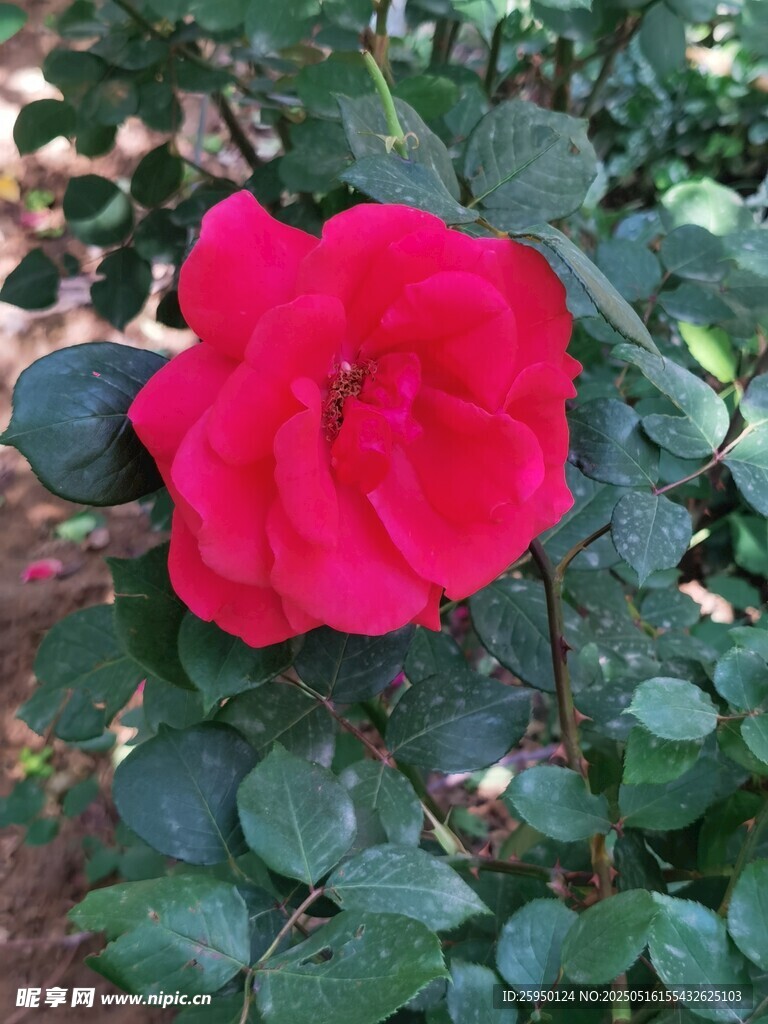 娇艳红玫瑰绽放绿叶间