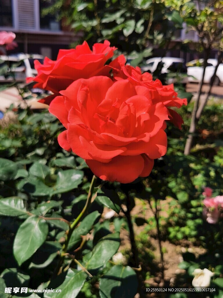 娇艳红玫瑰绽放于花丛
