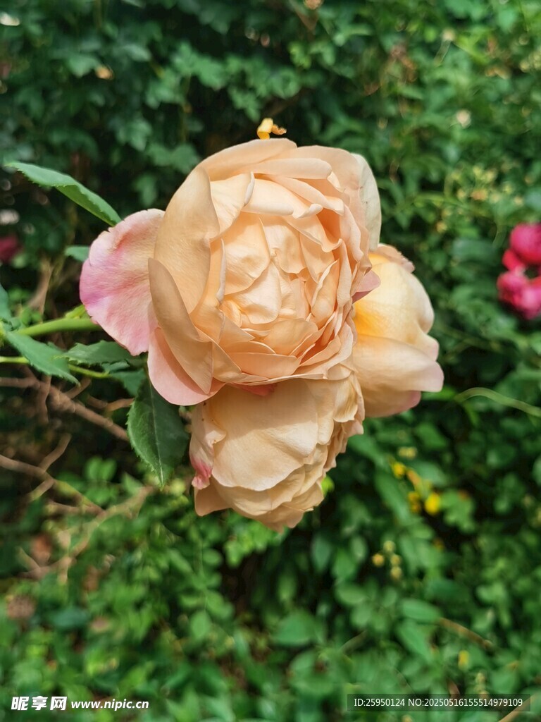 娇艳双色月季花绽放