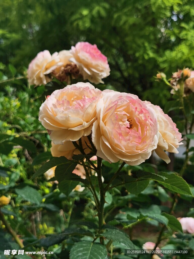 娇艳盛开的粉色月季花