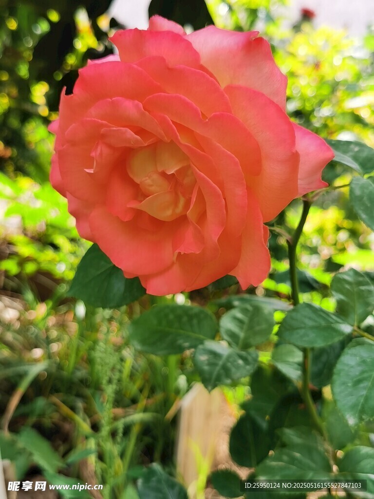 娇艳红玫瑰绽放于绿叶间