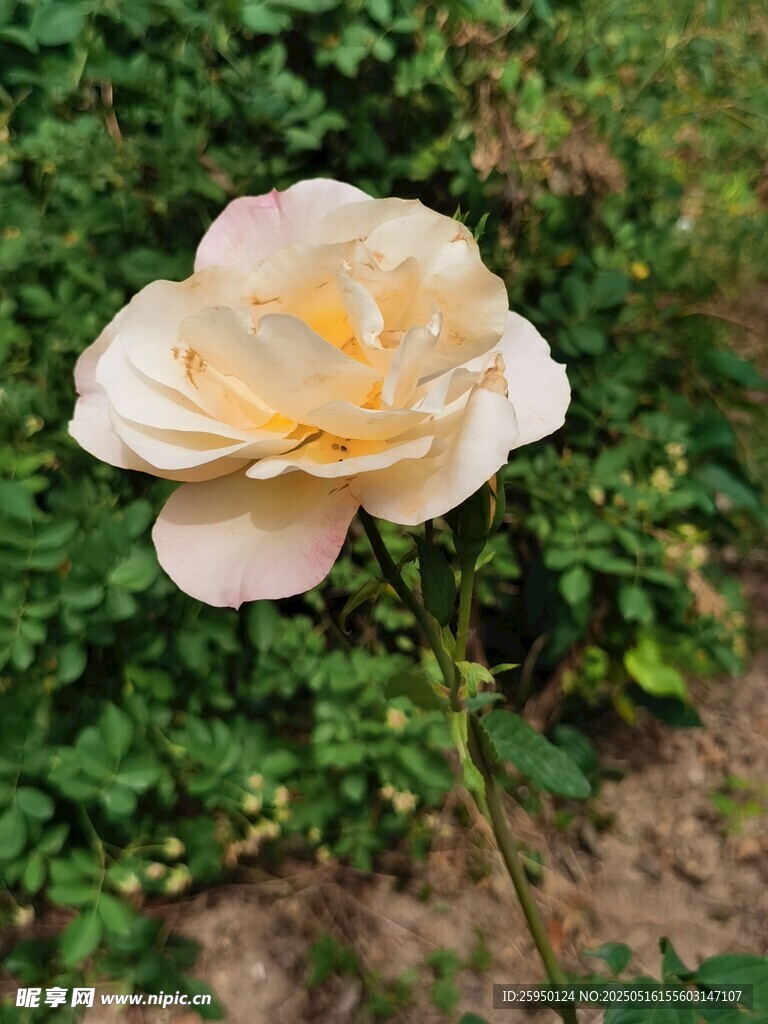 淡黄月季花绽放于草丛