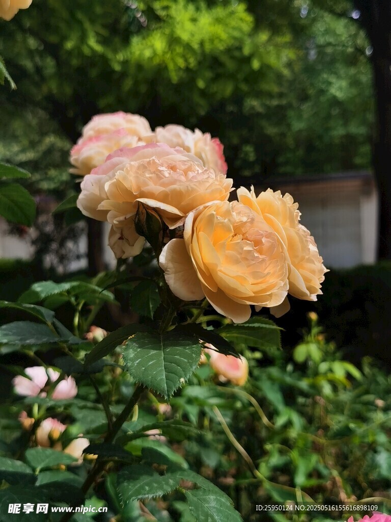 娇艳黄玫瑰绽放于花丛