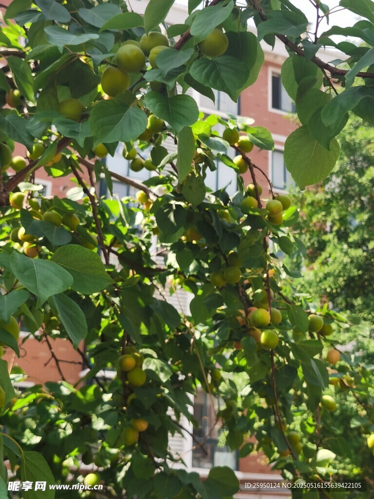 绿叶掩映下的红墙建筑
