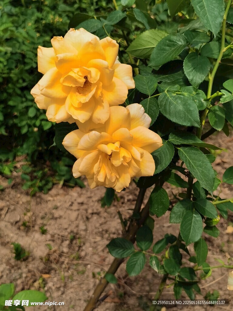 两朵明艳黄玫瑰绽放