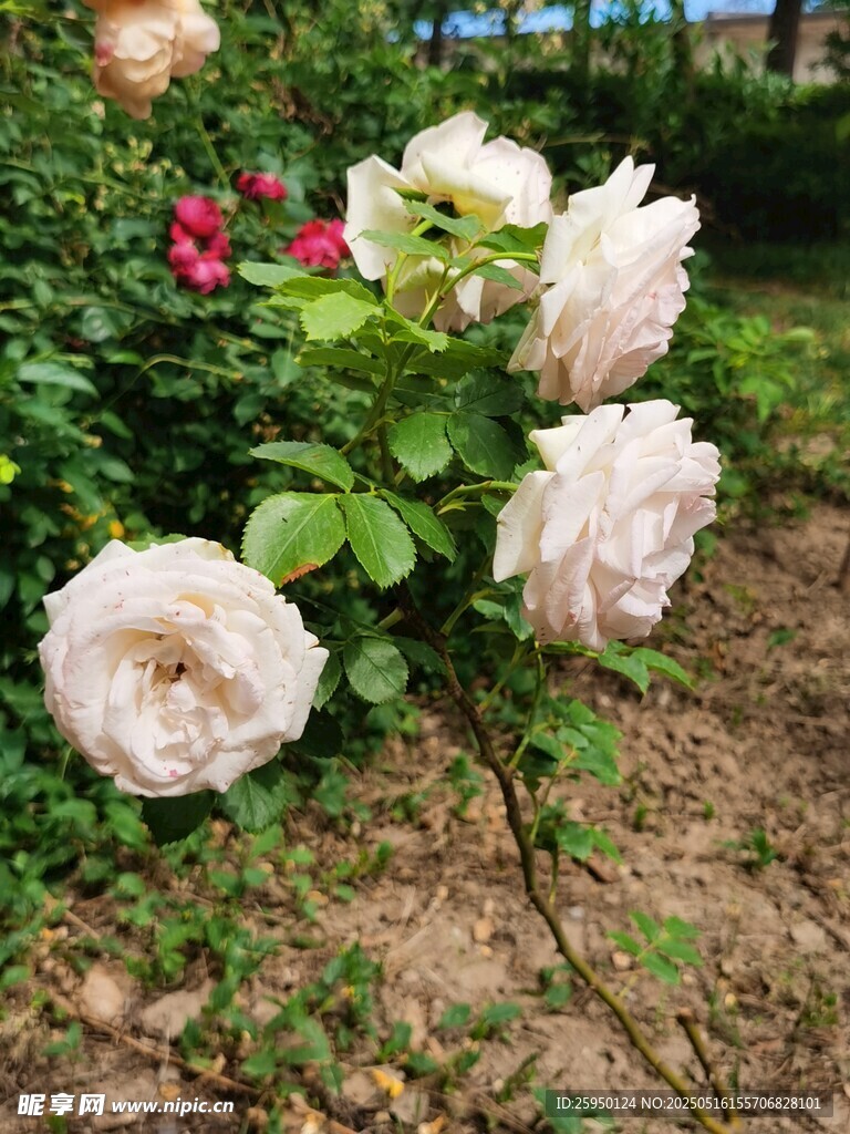 花园中的美丽白玫瑰花