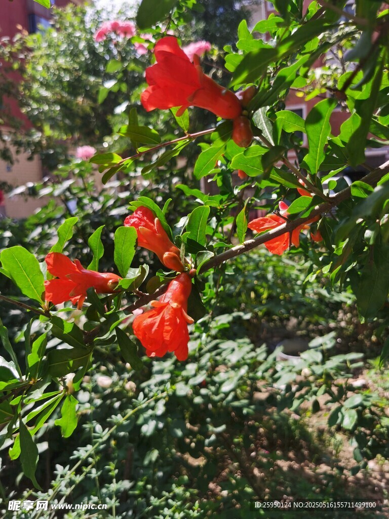 鲜艳朱槿花绽放绿叶间