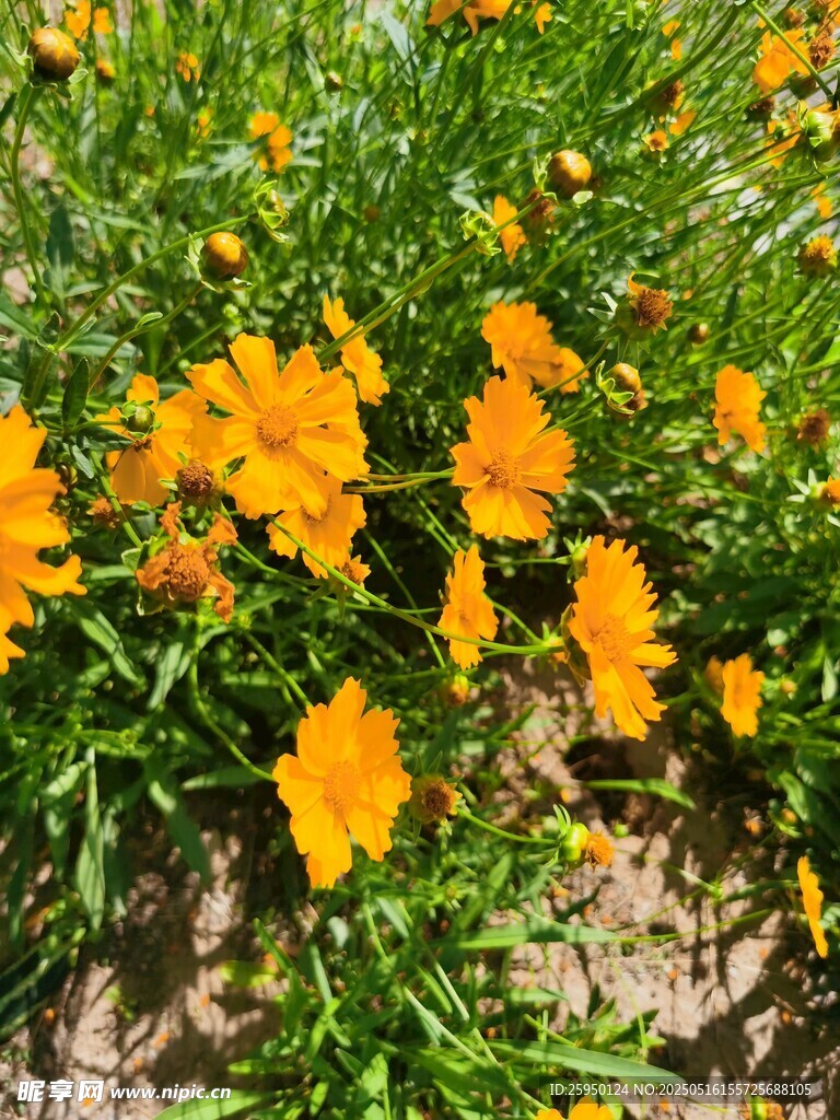 灿烂橘色小花绽放于草地